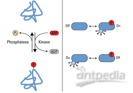磷酸化修饰蛋白质组学