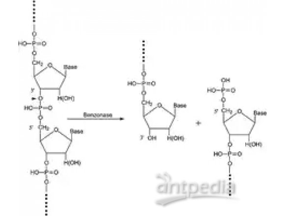 E1014 Benzonase 内切核酸酶