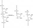 70746 内切核酸酶 Benzonase 核酸酶，纯度> 90%