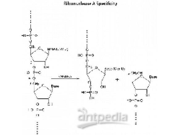 核糖核酸酶A 来源于牛胰腺(纯化)