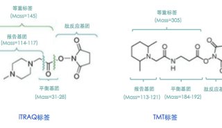 iTRAQ/TMT定量蛋白组学分析