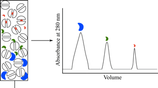蛋白质纯度分析（分子筛/反相色谱）