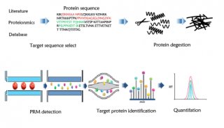 PRM靶向蛋白检测